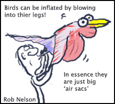 cartoon bird lung