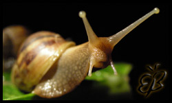 African Snail